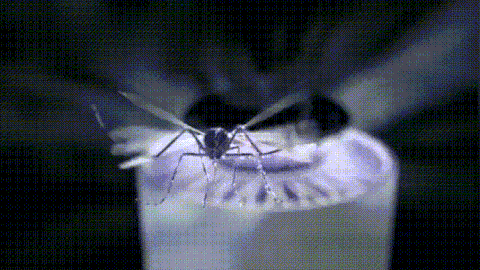 UV Mosquito Trap Lamp – Silent, Non-Toxic Bug Catcher